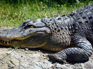 7-foot Alligator wanders into Florida post office.