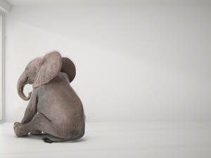 baby elephant sitting in room and watching city