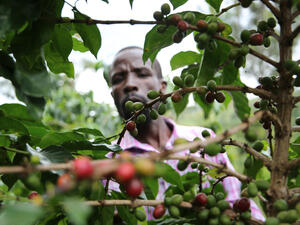 A farmer picks coffee berries in his farm