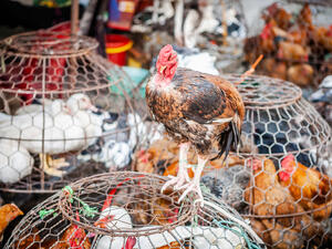 birds for sale at a market