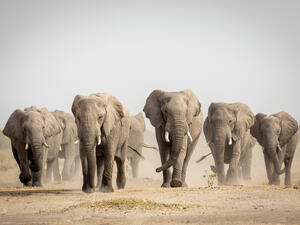 Large elephant herd walking in dust 