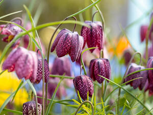 Fritillaria meleagris.