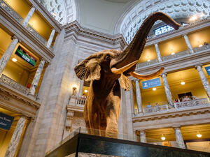 National Museum of Natural History 