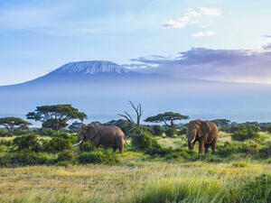Elephants and Kilimanjaro