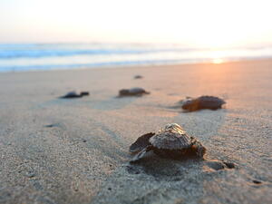 Baby turtle doing her first steps to the ocean