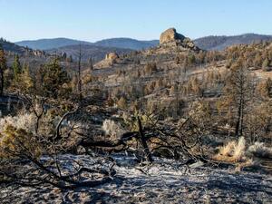 أشجار متفحمة جراء الحرائق في أوريغون