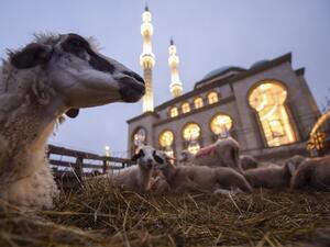 Sheep lie down in the straw in front of a mosque near Pristina, on July 20, 2021, during the sacrificial Eid al-Adha festival. Muslims around the world are celebrating the annual festival of Eid al-Adha or Feast of Sacrifice, which marks the end of the annual pilgrimage to Mecca and is celebrated in remembrance of Abraham's readiness to sacrifice his son to God