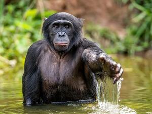 Salonga National Park in the Democratic Republic of Congo