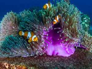  family of False Clownfish in a beautiful purple anemone on a tropical coral reef