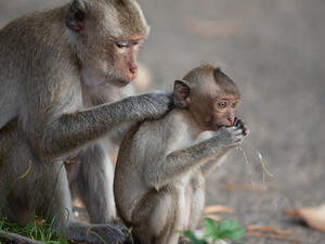 first death from a Monkey B related cases reported in China.