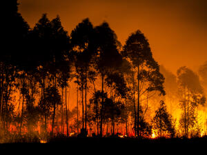  forest fire