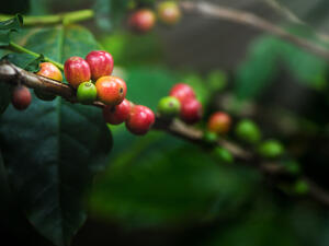  coffee trees