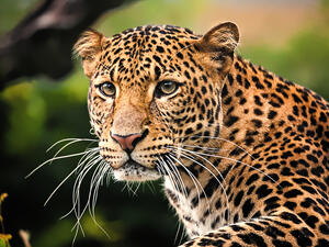 Leopard stuck in an Indian school cafeteria