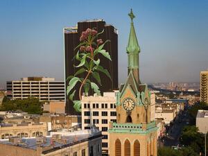 Muralist Mona Caron grows a 20-story Joe Pye weed over Jersey City