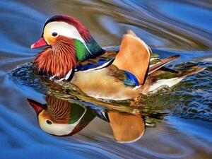 Mandarin Duck