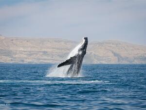 يساهم هذا الأطلس في زيادةِ معرفتنا عن الحياة الفطرية الفريدة للبحار والسواحل العُمانية جمعية البيئة العُمانية تُصدر أطلس فريد من نوعه يسلط الضوء على الحيتان والدلافين في بحار السلطنة