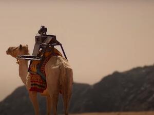 Sarha, a female camel that took on a photography assistant 