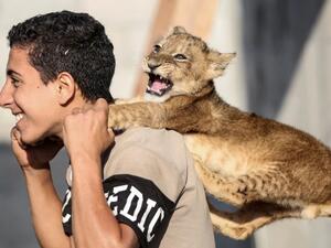  A Palestinian youth plays with one lion cub at his family house in Khan Yunis in the southern Gaza Strip on November 9, 2020.