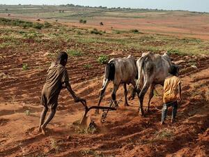 Madagascar is said to be facing the world's first famine caused by climate change