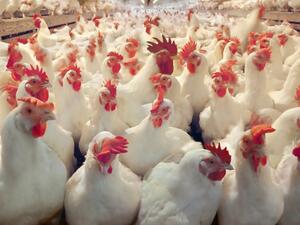 الدجاج في الجزائر مهدد بالانقراض