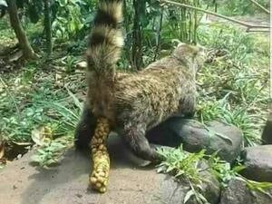 Luwak (civet cat) eating coffee bean