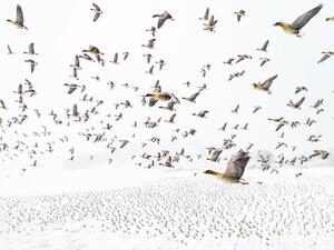 'Pink-Footed Geese Meeting the Winter', Levanger (Norway), by Terje Kolaas, winner of Drone Photo Awards 2021. Thousands of pink-footed geese roost in central Norway in spring, on their way to the breeding grounds on Svalbard in the Arctics. 