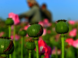 Poppy fields 