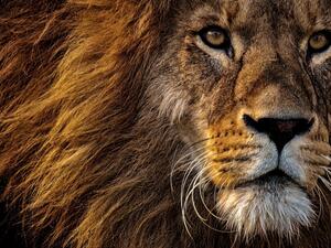 الأسد في الحلم قوة أو خوف؟