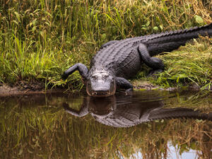 Tourist records shark biting alligator on foot in South Carolina