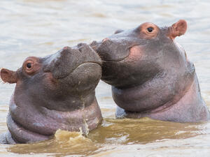 Pablo Escobar's hippos recognized as legal people