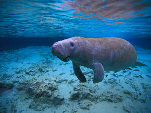 More than 900 Florida manatees died this year due to pollutants