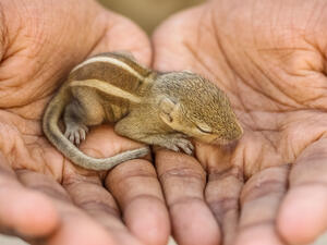 Turkish Man Takes Care of Orphaned Squirrel Kits