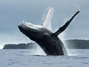 Rare whale spotted in UAE waters