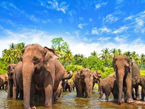 السياحة في سريلانكا