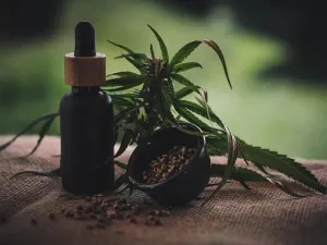 زيت القنب..5 فوائد صحية مذهلة للجسم