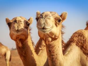 تعبيرية 