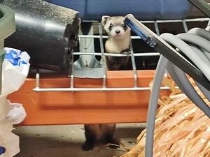 The rarest mammal in North America