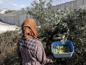 Palestinians harvest olives from their land