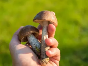 طبيب البوابة: الأعشاب والفطر الصيني لعلاج كورونا
