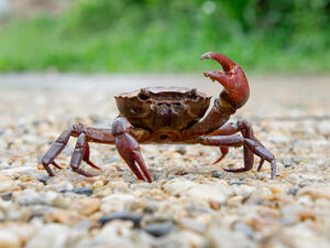 crab migration shuts down roads on Australian island