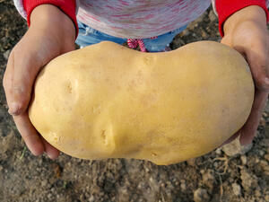 New Zealand couple are waiting to hear if a mammoth potato