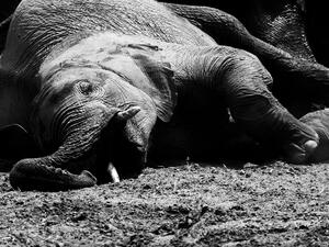 'Planned killing' of elephants continues in Bangladesh