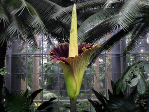 Rare (and smelly) corpse flower blooms in San Diego for 1st time in years