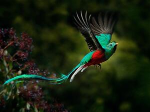2 rare bird species found in Aqaba Bird Observatory