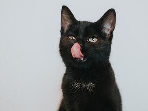 تفسير حلم رؤية القطط السوداء في المنام 