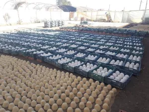 ضبط 37 طنا من الجبنة الغير صالحة في مصنع