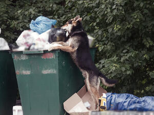 dog collects discarded rubbish