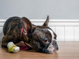 Boston terrier was attacked by an officer