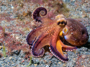 The world's first octopus farm is set to open in Spain next year