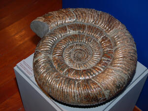 giant millipede